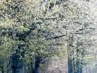 USA-Washington State-Fall City wild cherry springtime blooming Art Print
